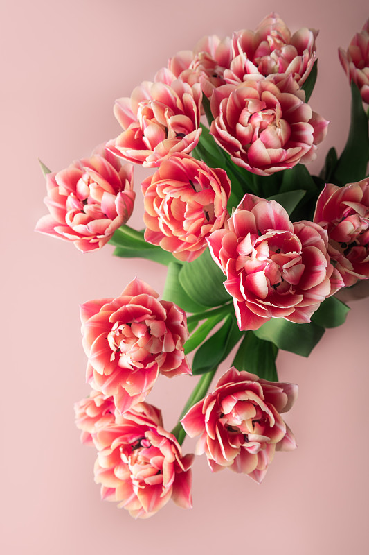 鹦鹉郁金香花束