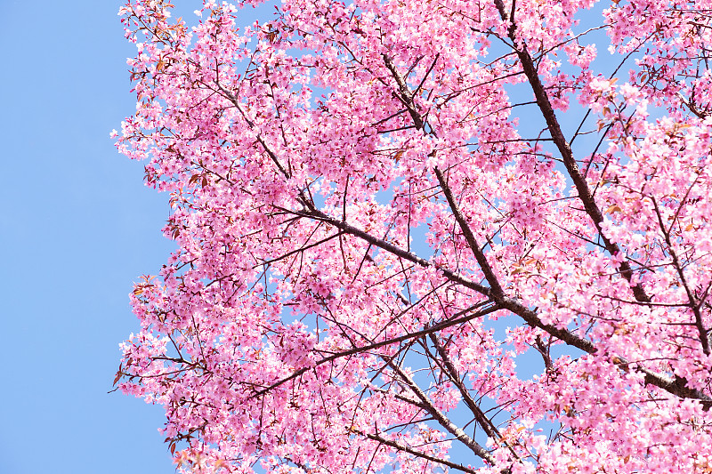 粉红色樱花盛开在春天的户外，背景是柔和的焦点。