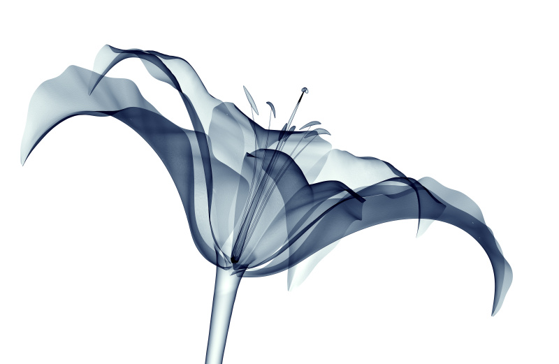 白色的百合上孤立的花的x光图像