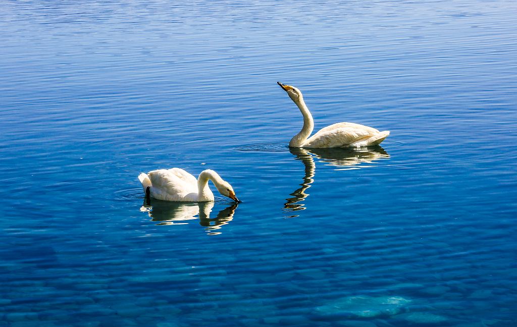 赛里木湖里的白天鹅