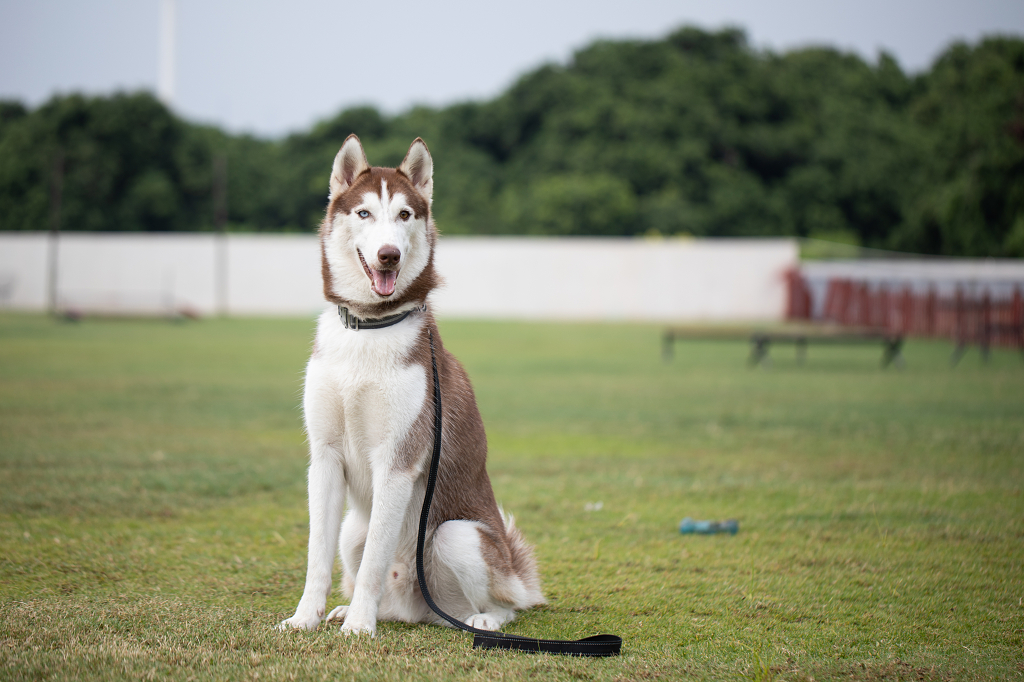 阿拉斯加宠物狗狗户外草地坐姿写实场景