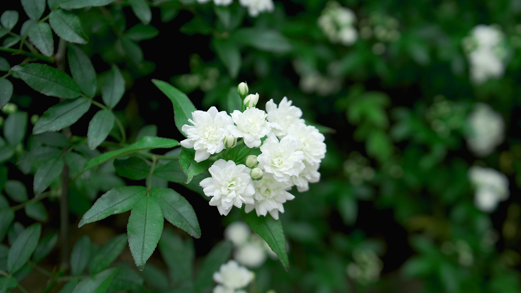 春天的七里香鲜艳开放