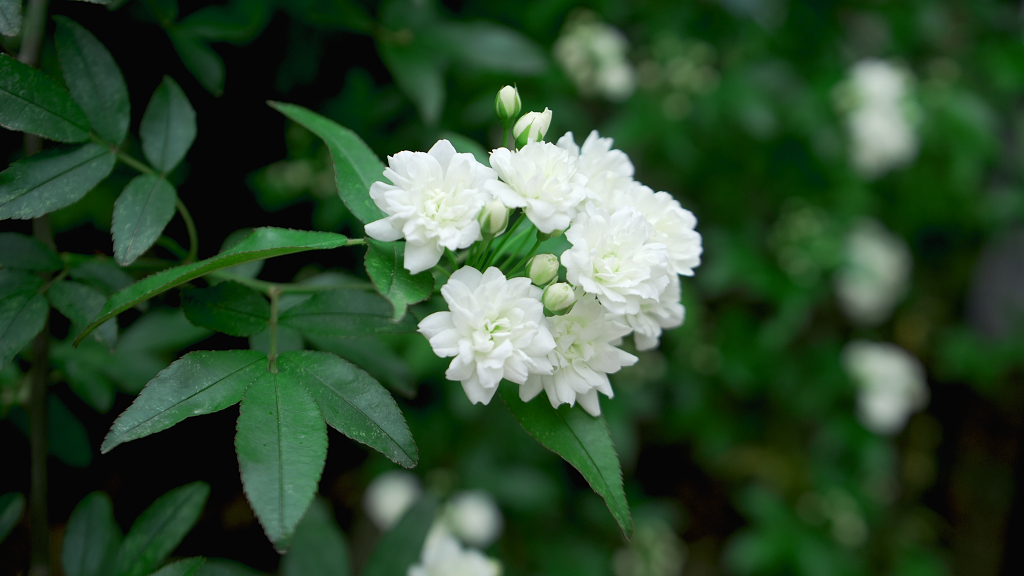 墙角的七里香花开了