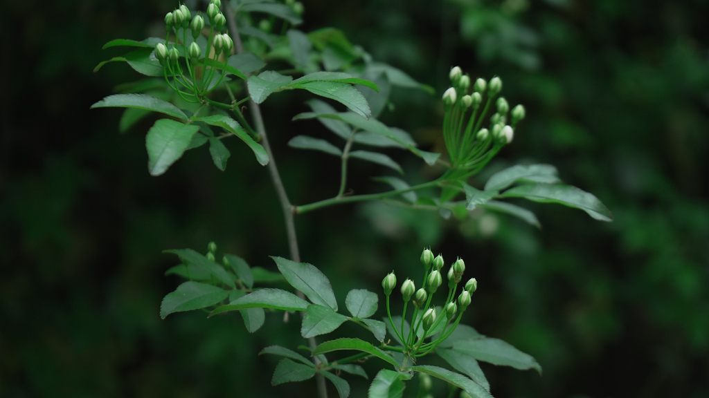 静待开放的花骨朵