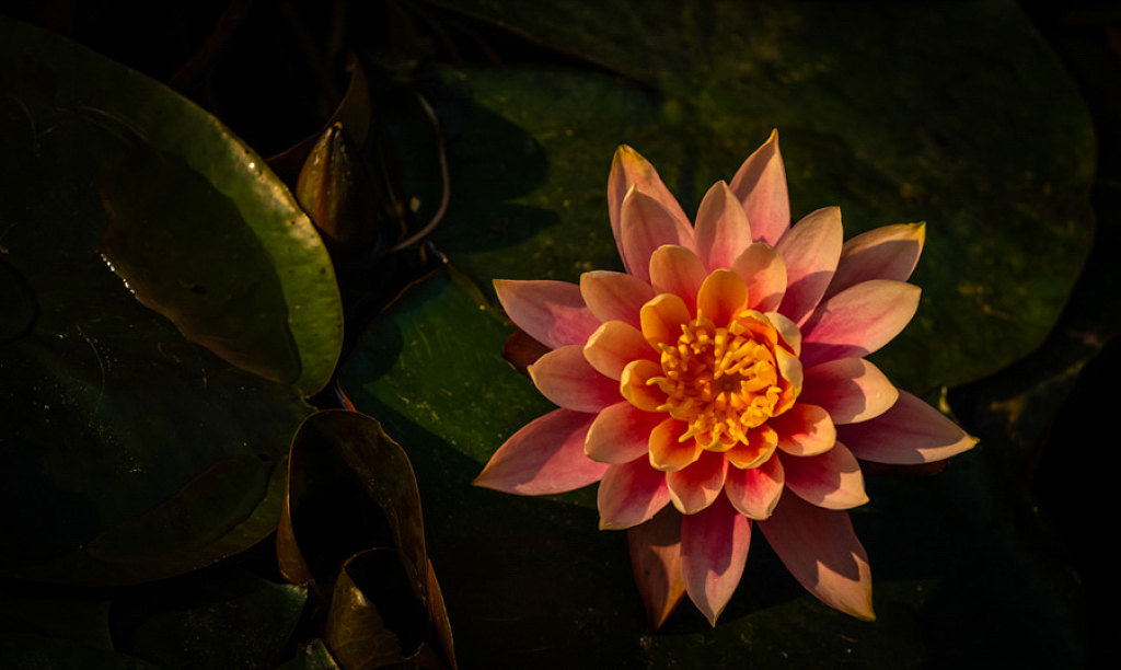 黄昏里的一朵桔色睡莲