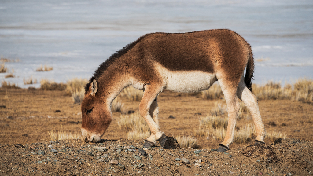 正常吃草的藏野驴