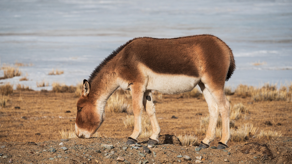 正在觅食的藏野驴