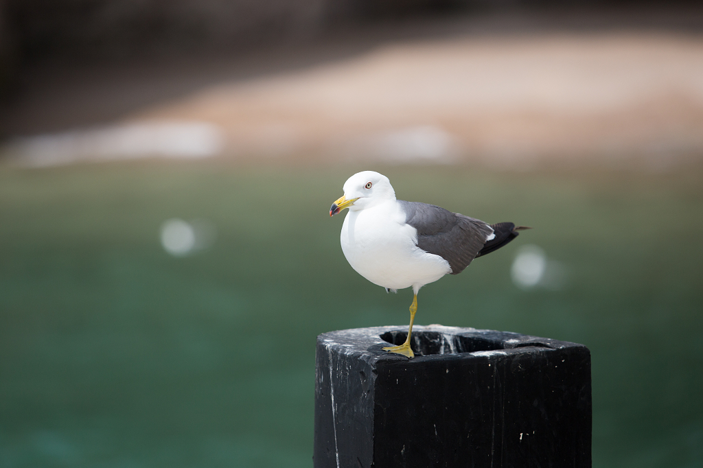 山东海驴岛黑尾鸥