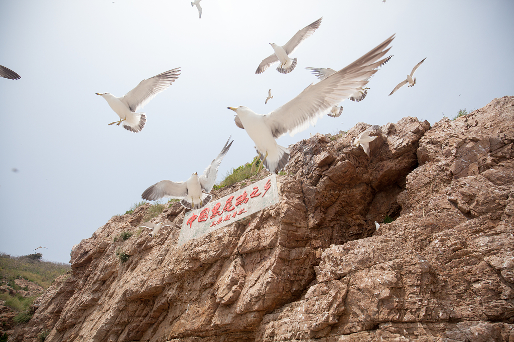 山东海驴岛黑尾鸥