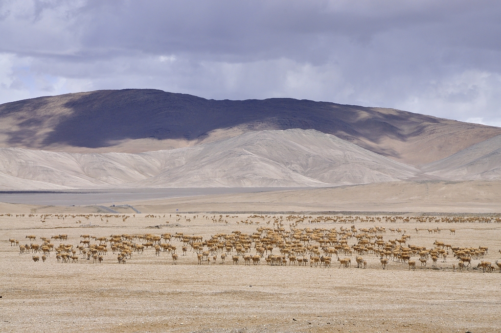 野生动物黄羊西藏黄羊