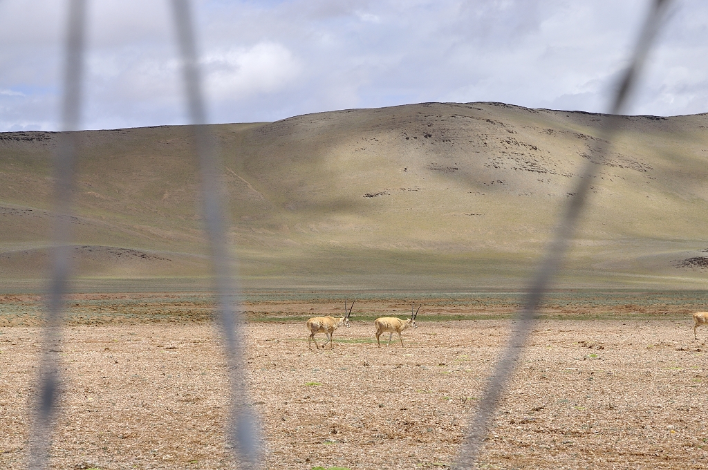 西藏藏羚羊