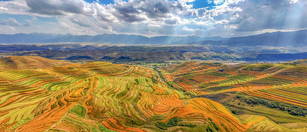 二十四节气芒种背景图芒种节芒种梯田青海大通梯田