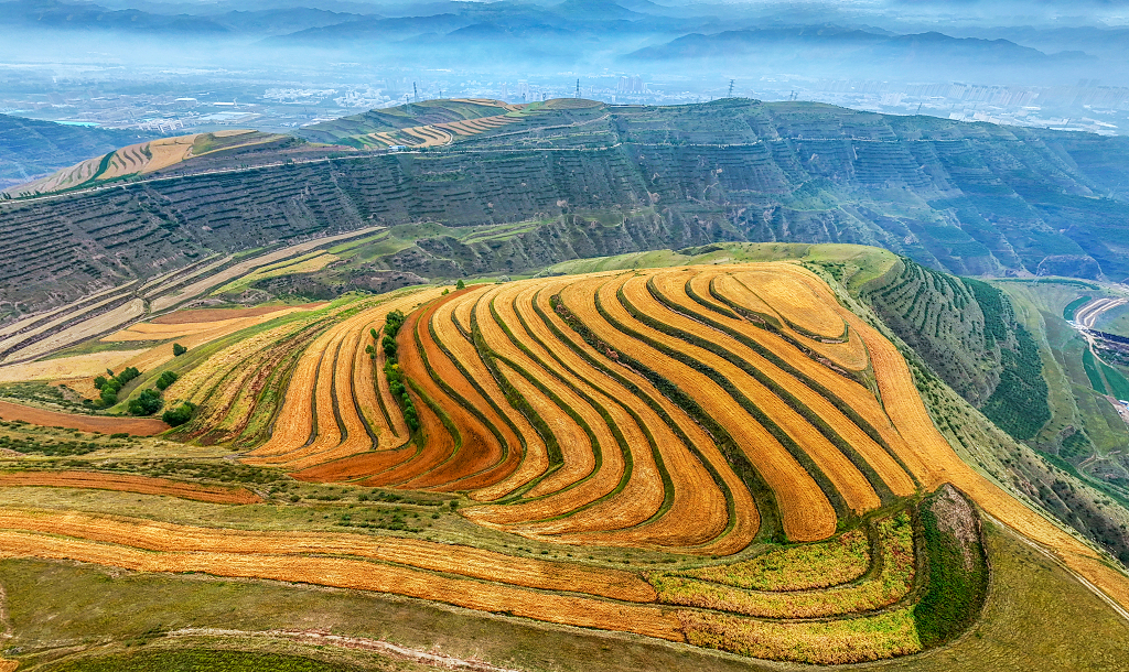 二十四节气芒种背景图芒种节芒种梯田晨雾下的金色梯田