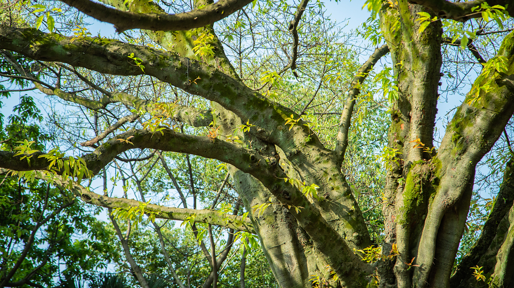 植物生命力黄桷树
