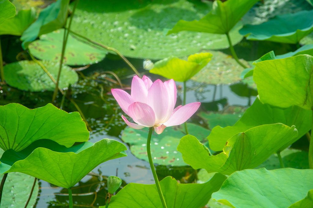 二十四节气夏至背景24节气夏天夏日夏天背景荷花植物廉政夏天公园荷花池中盛开的荷花