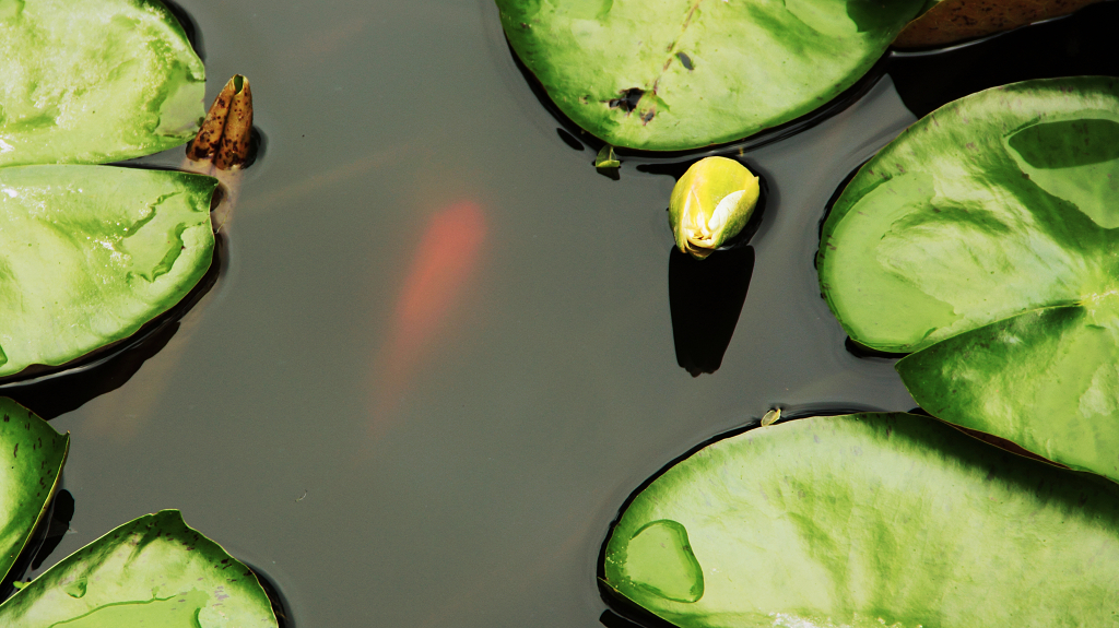 唯美池塘荷叶荷花金鱼戏水