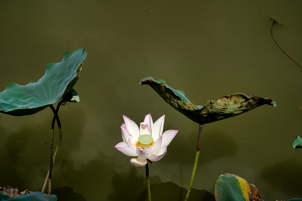 二十四节气夏至背景24节气夏天夏日夏天背景荷花植物廉政暗调下的荷花特写