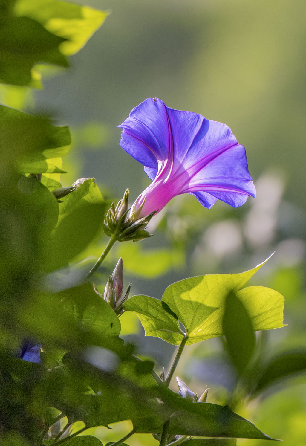 一朵盛开在晨光里的喇叭花牵牛花