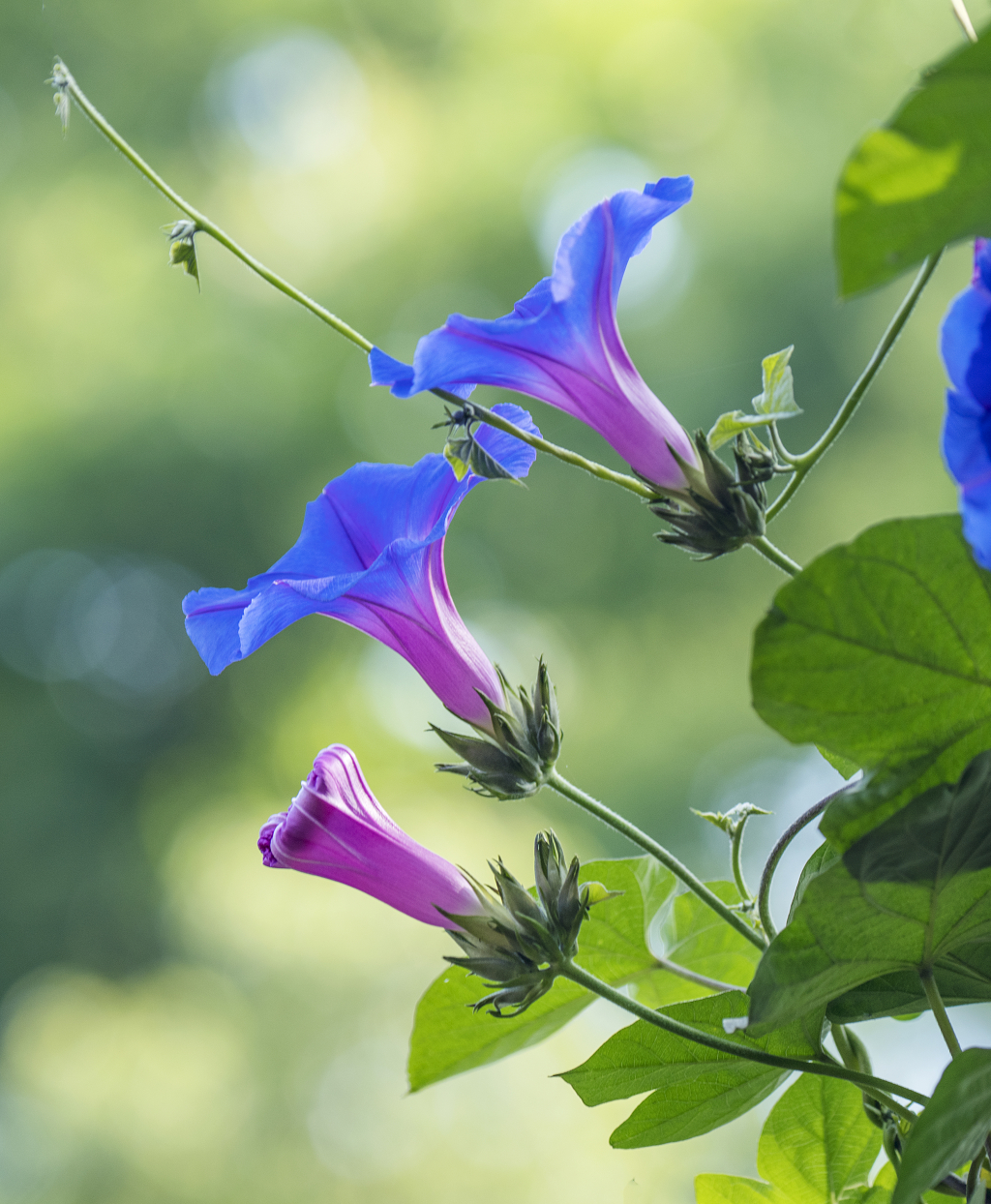 三朵盛开在晨光里的牵牛花