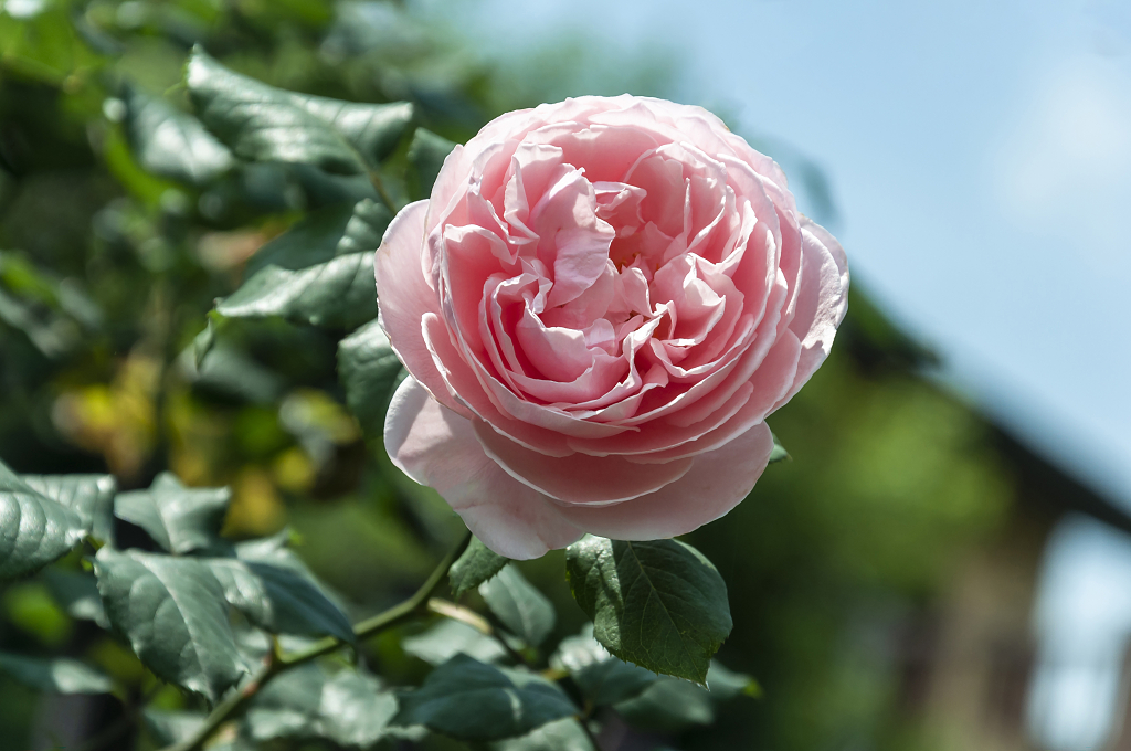 春天碧桂园别墅小区盛开的月季花