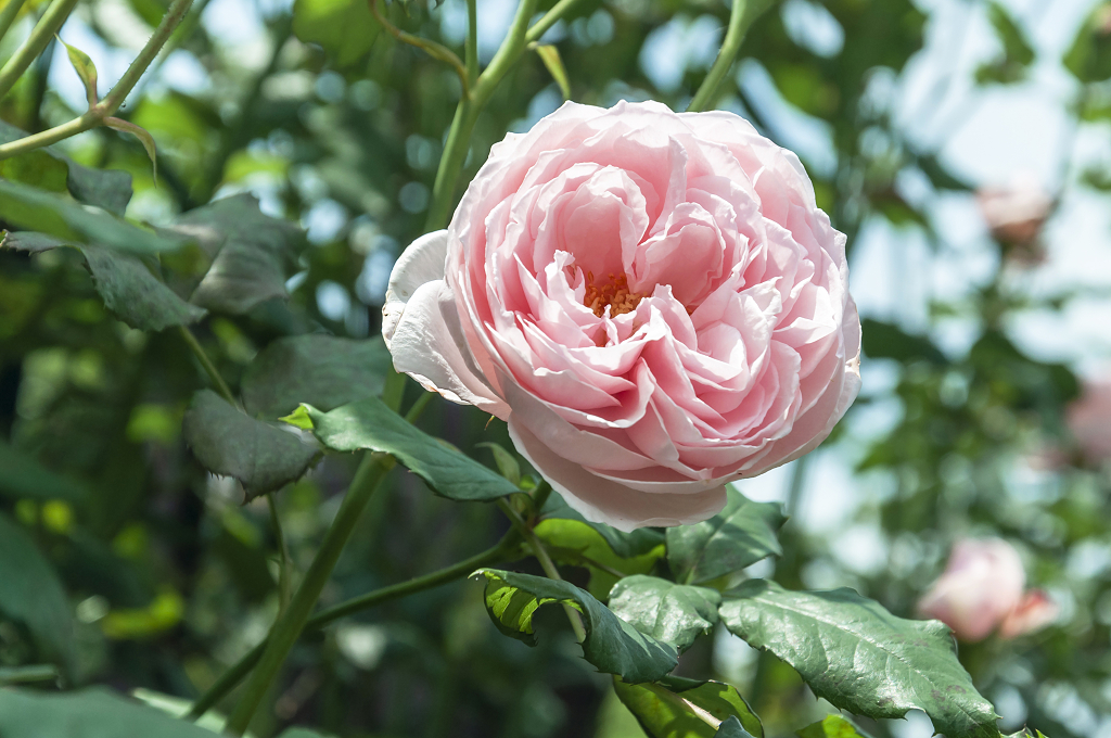 春天碧桂园别墅小区盛开的月季花