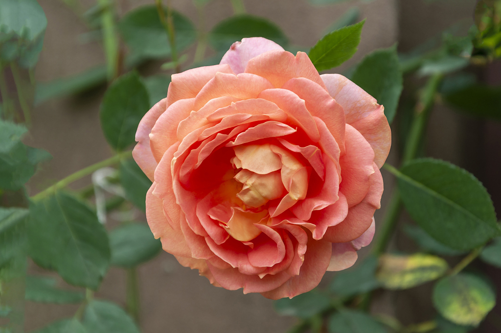 春天碧桂园别墅小区盛开的月季花