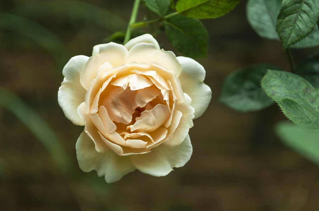 春天碧桂园别墅小区盛开的月季花