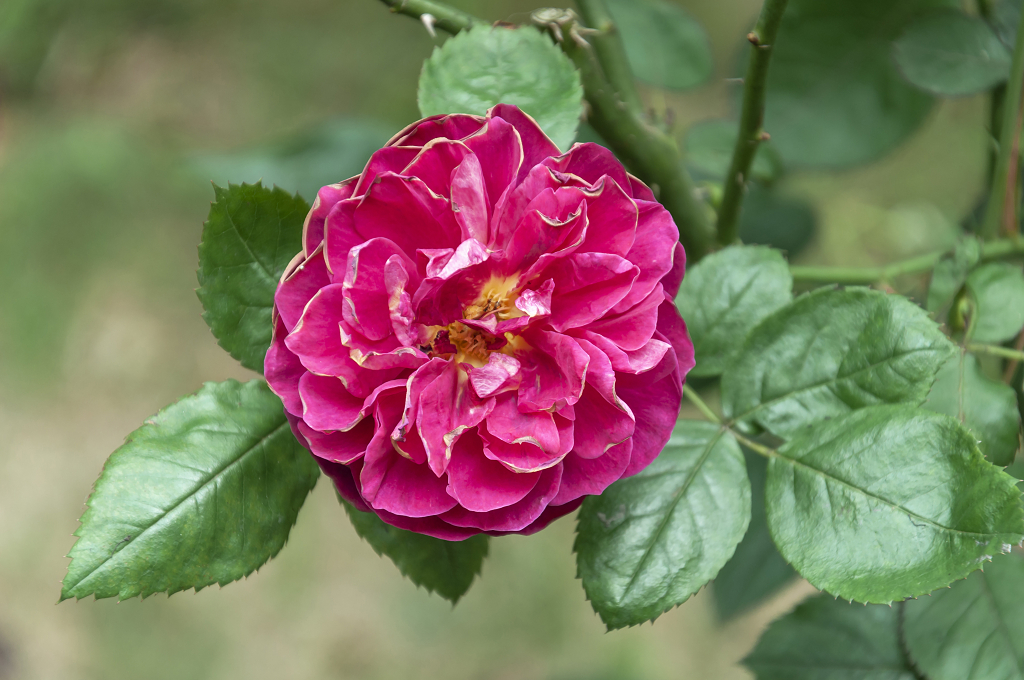 春天碧桂园别墅小区盛开的月季花