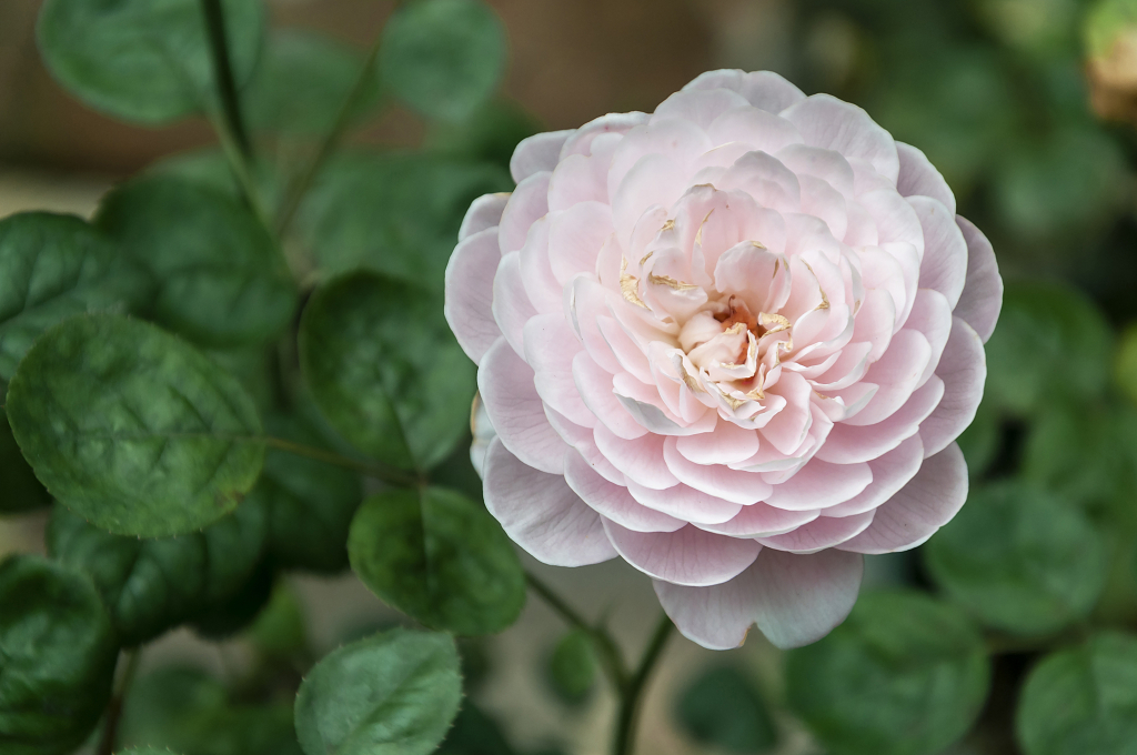 春天碧桂园别墅小区盛开的月季花