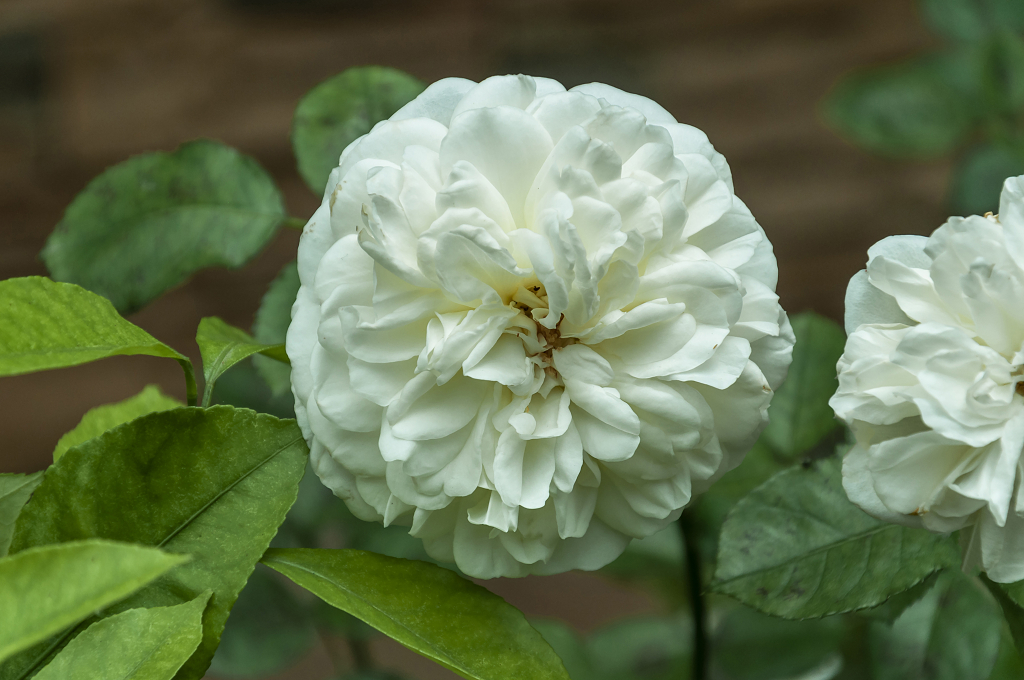 春天碧桂园别墅小区盛开的月季花