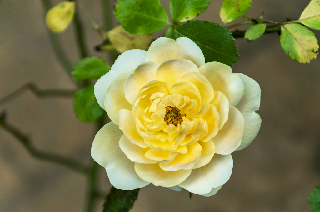 春天碧桂园别墅小区盛开的月季花