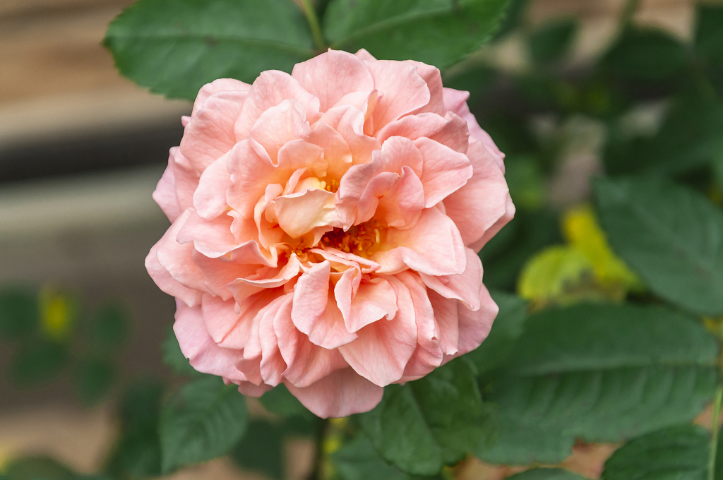 春天碧桂园别墅小区盛开的月季花