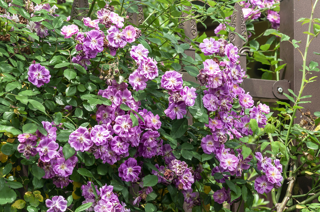 春天碧桂园别墅小区盛开的七姊妹花