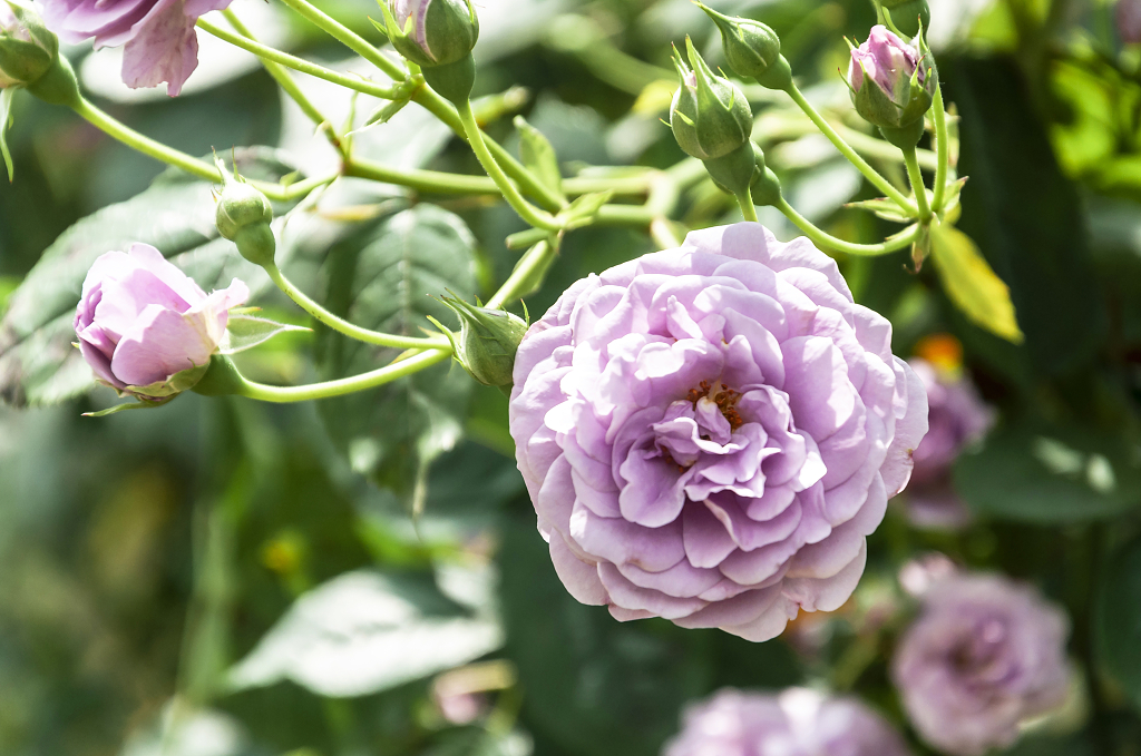 春天碧桂园别墅小区盛开的月季花