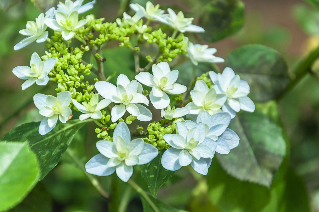 春天碧桂园别墅小区盛开的琼花