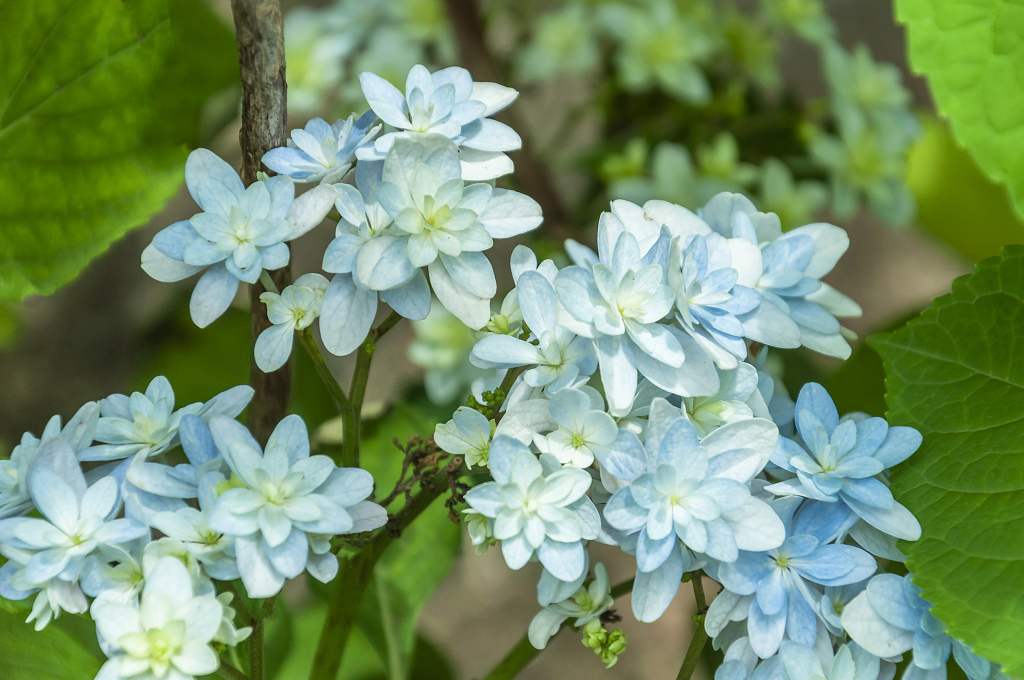 春天碧桂园别墅小区盛开的琼花
