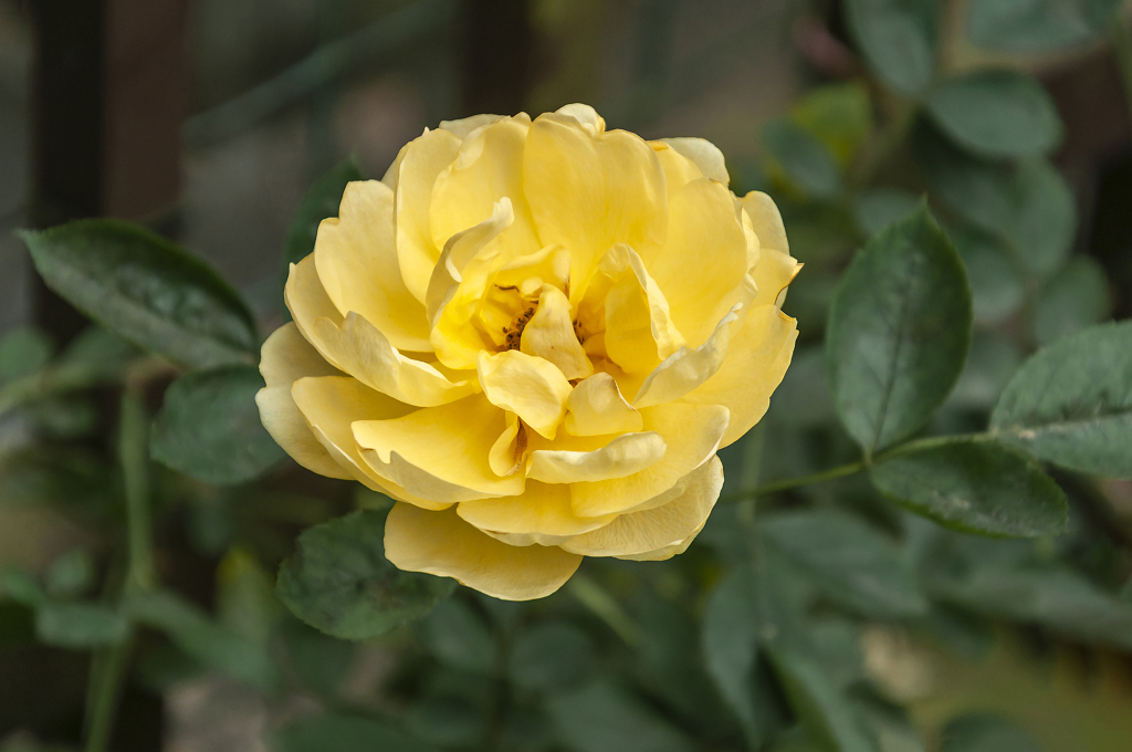 春天碧桂园别墅小区盛开的月季花