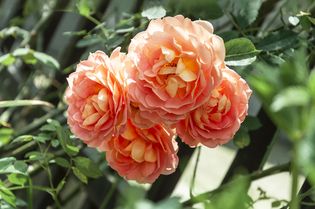 春天碧桂园别墅小区盛开的月季花