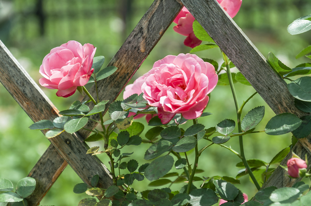 春天碧桂园别墅小区盛开的月季花