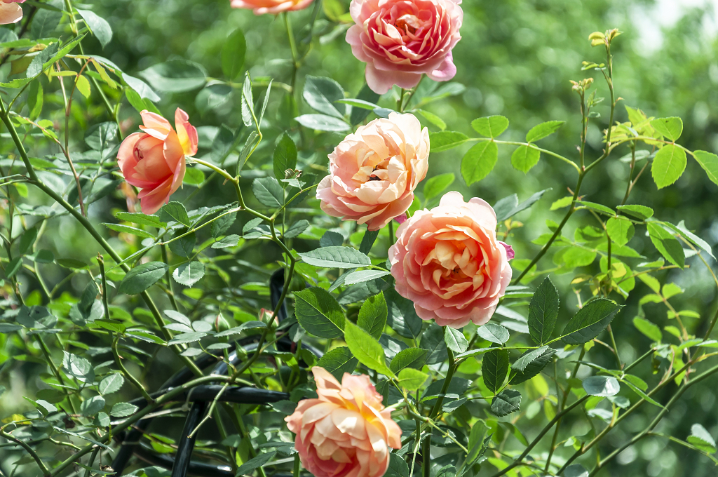 春天碧桂园别墅小区盛开的月季花
