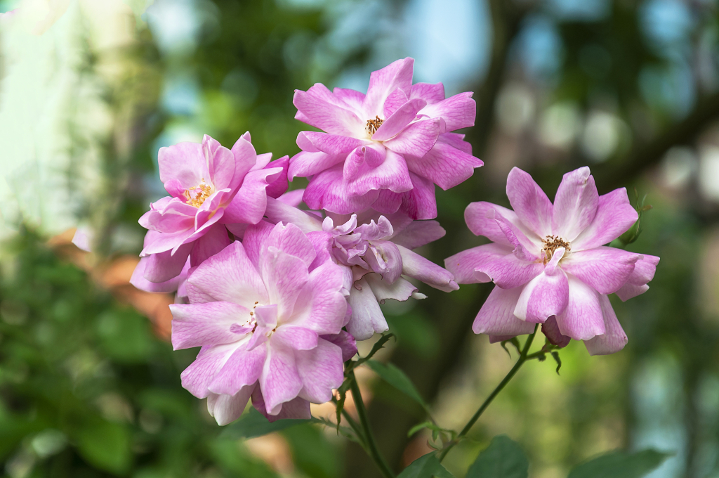 春天碧桂园别墅小区盛开的月季花