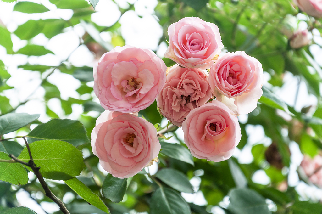 春天碧桂园别墅小区盛开的月季花