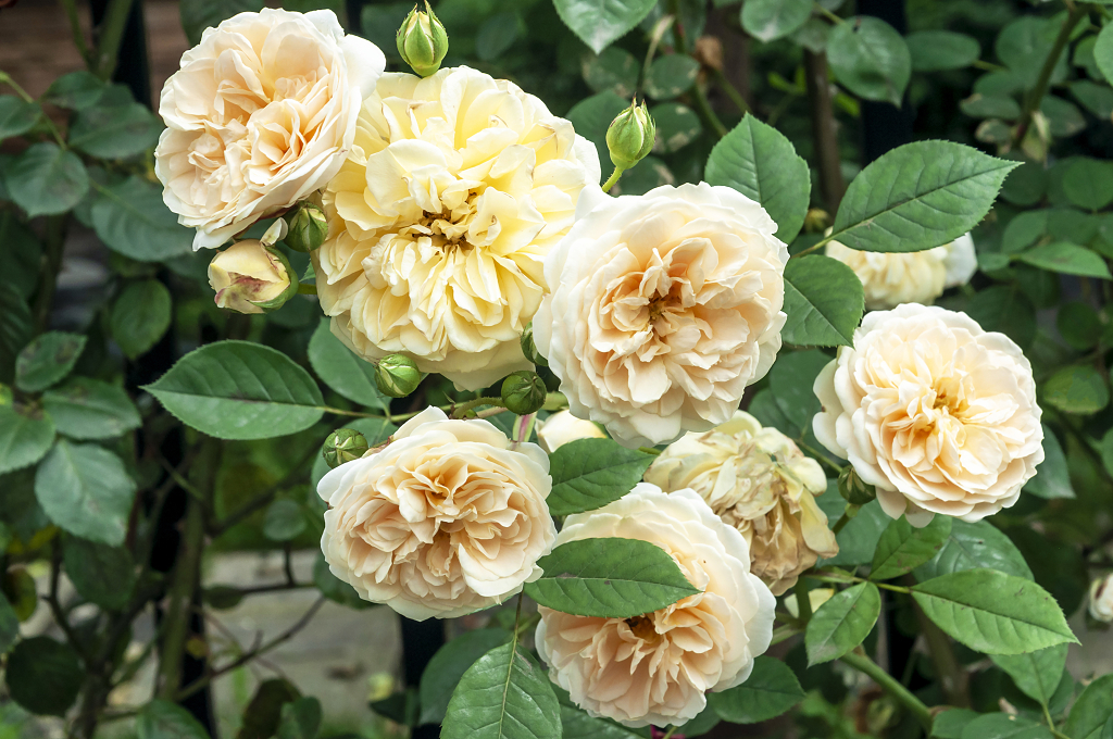 春天碧桂园别墅小区盛开的月季花