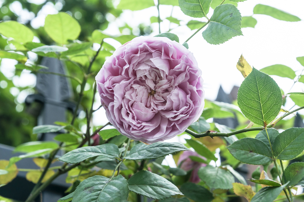 春天碧桂园别墅小区盛开的月季花