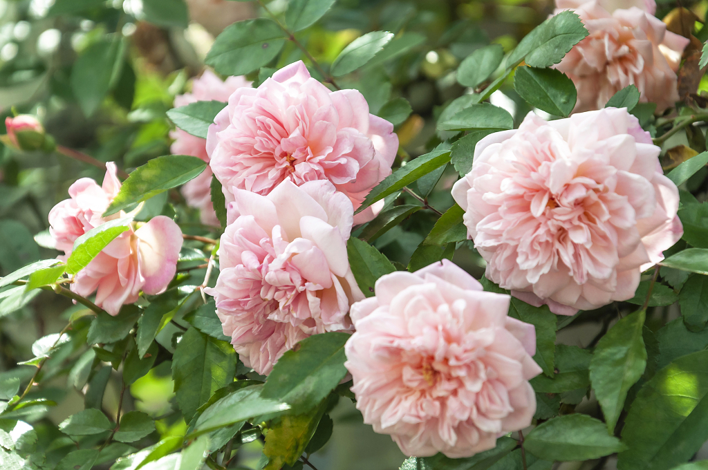 春天碧桂园别墅小区盛开的月季花