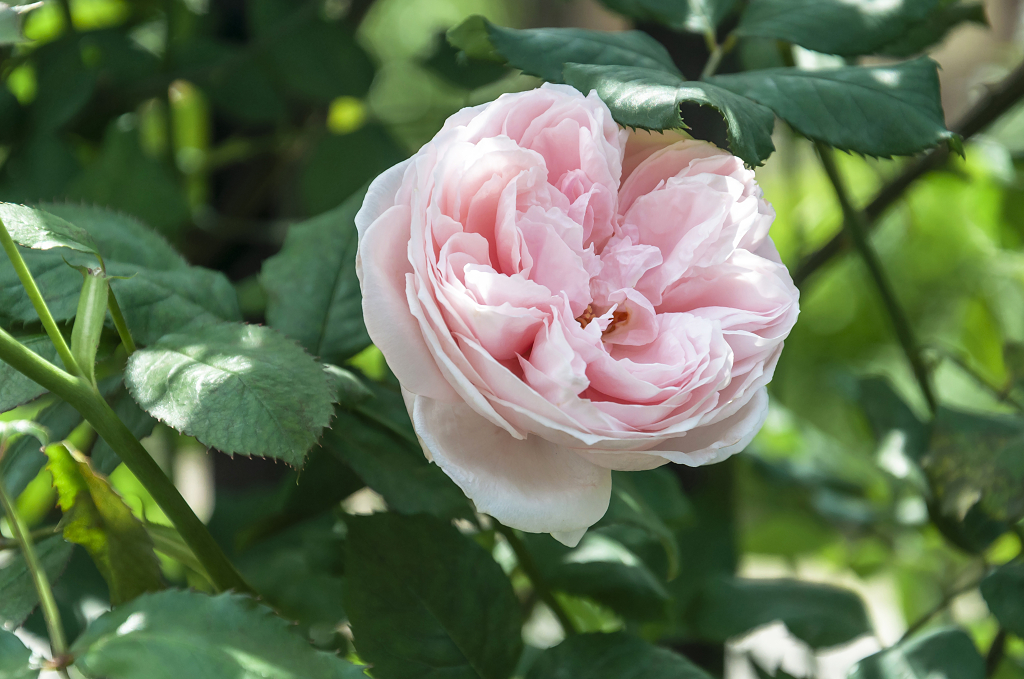 春天碧桂园别墅小区盛开的月季花