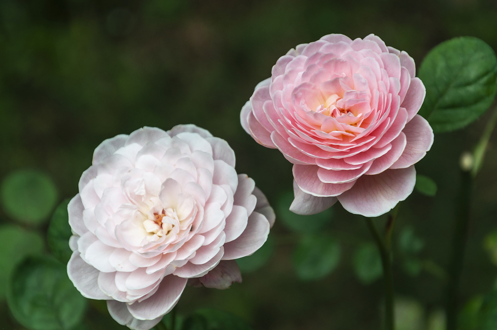 春天碧桂园别墅小区盛开的月季花