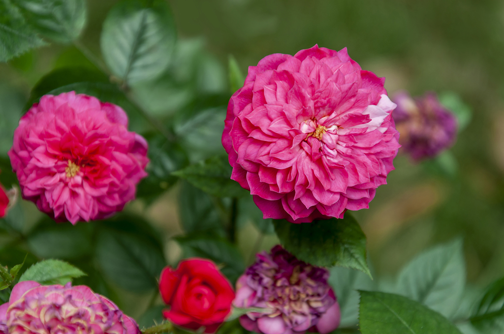 春天碧桂园别墅小区盛开的月季花