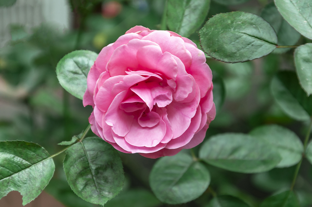 春天碧桂园别墅小区盛开的月季花