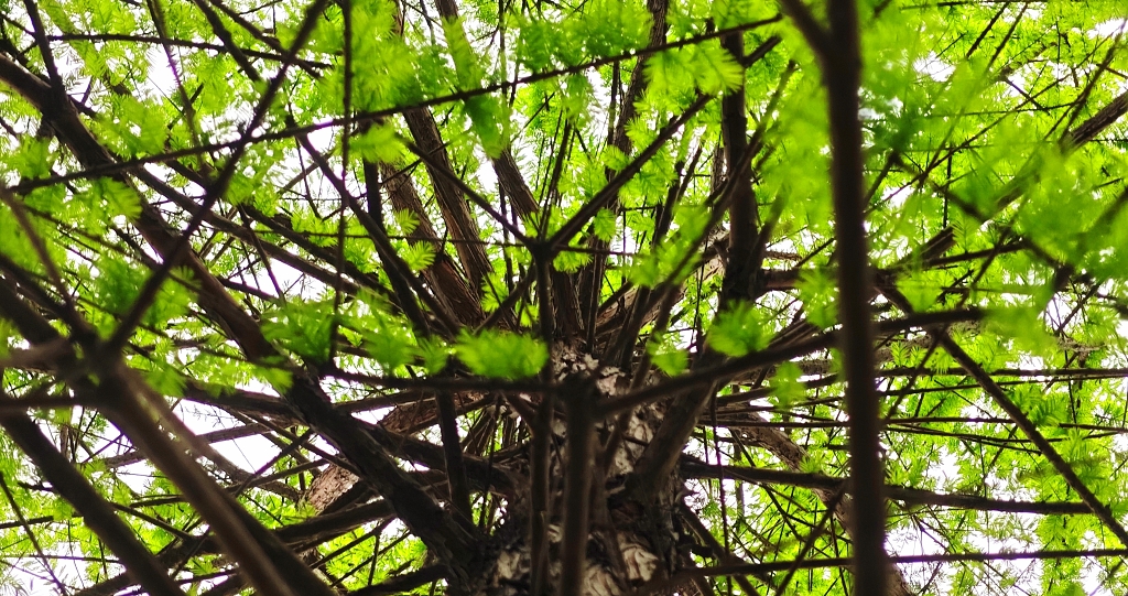 仰拍松树枝叶子绿色生态自然